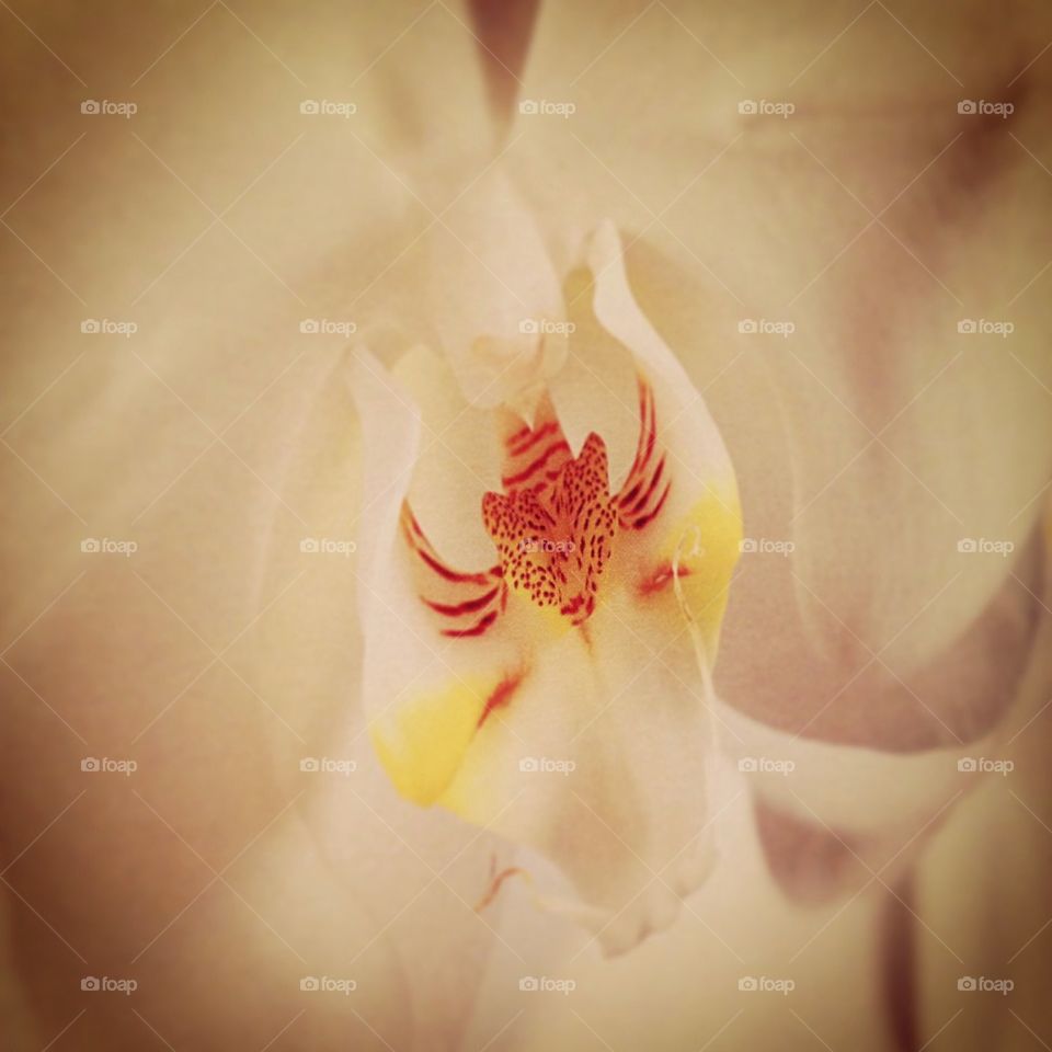 Orchid