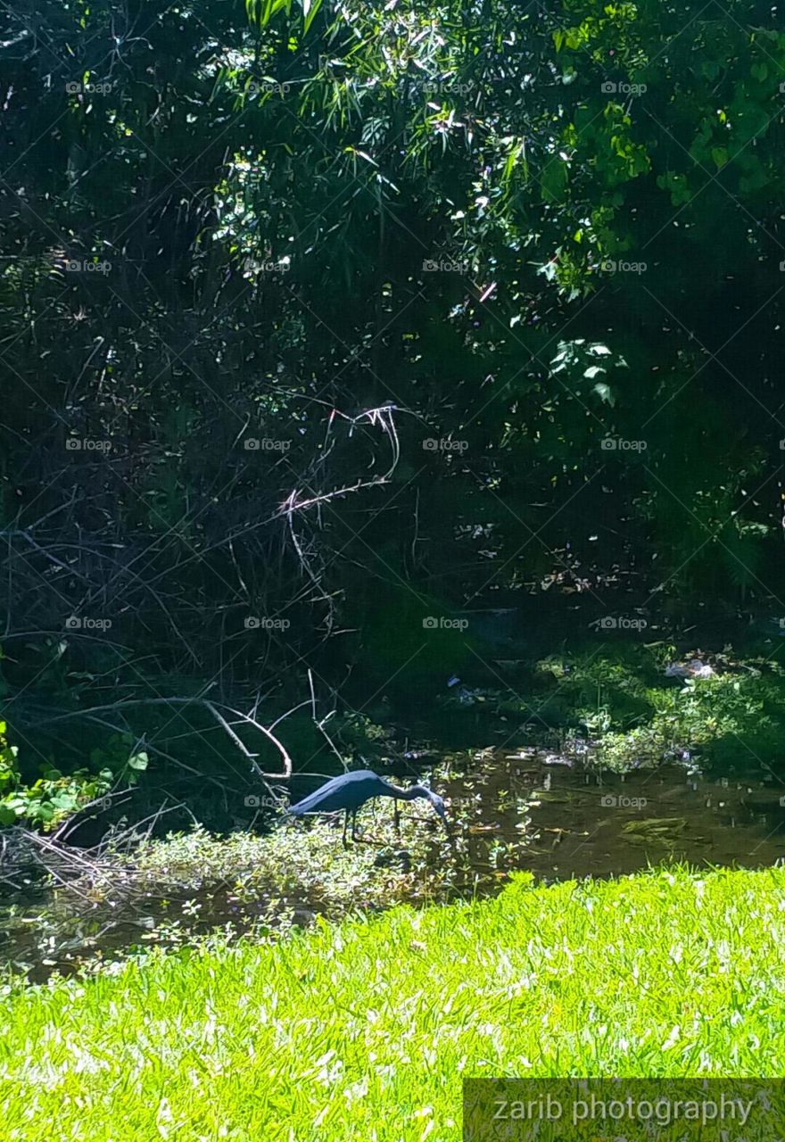 blue heron looking for food in the water