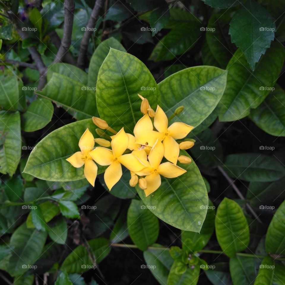 Yellow flower on the garden