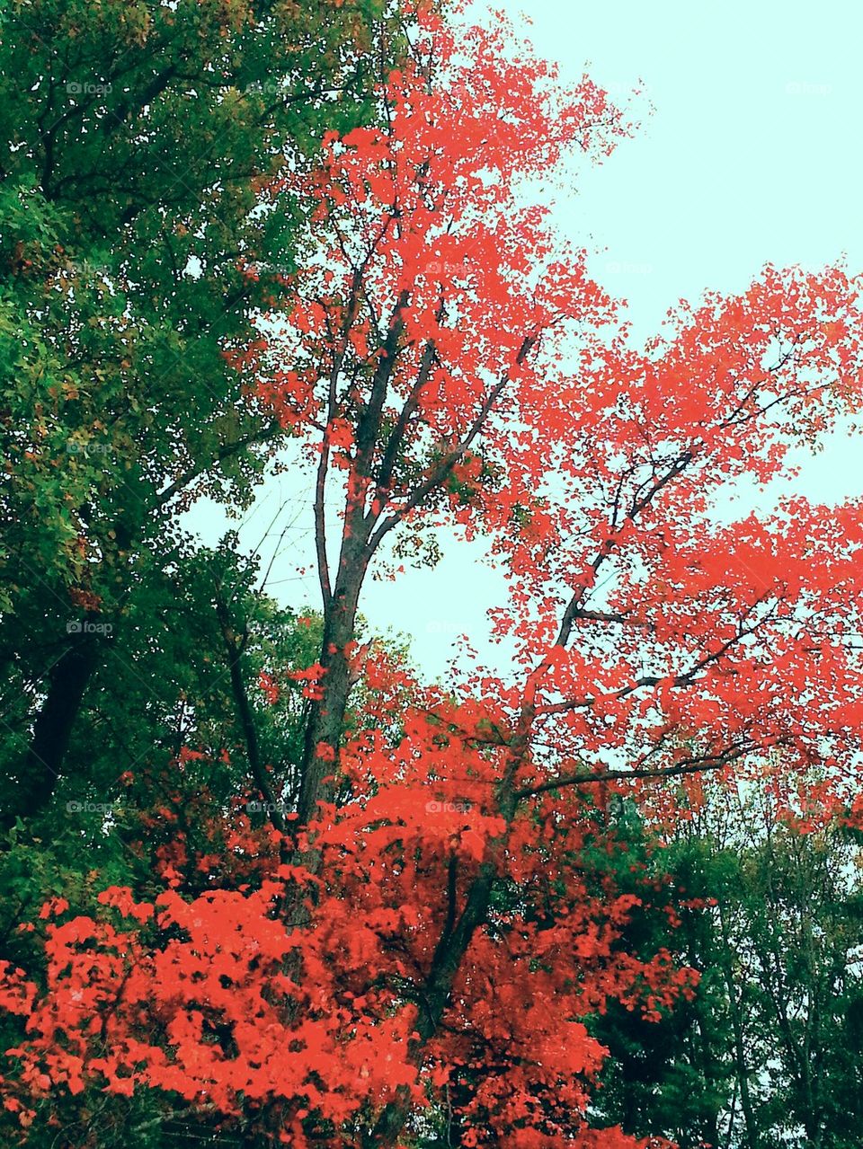 Beautiful Red Tree