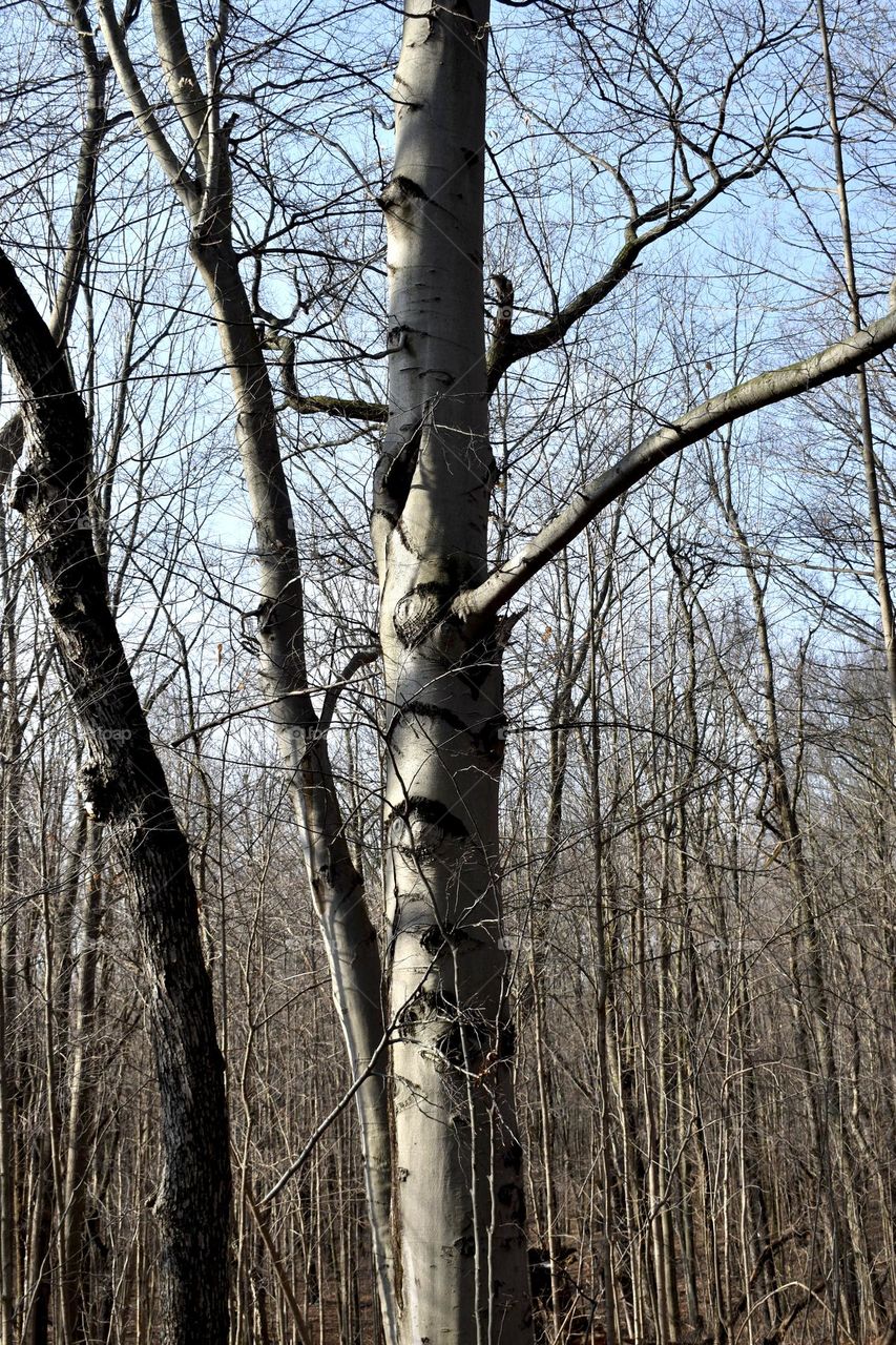 A tree in the winter woods being hit by the sun