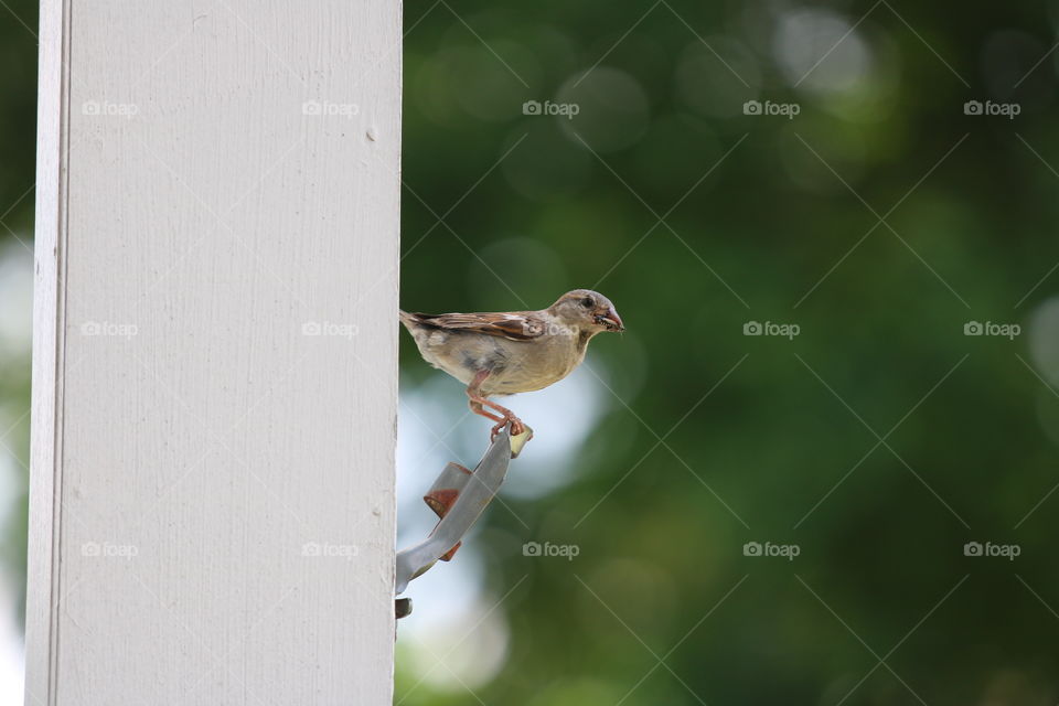 Bird, Wildlife, Animal, Nature, No Person