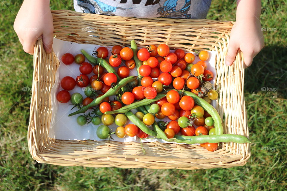 Tomatoes and green beans picked from the garden 