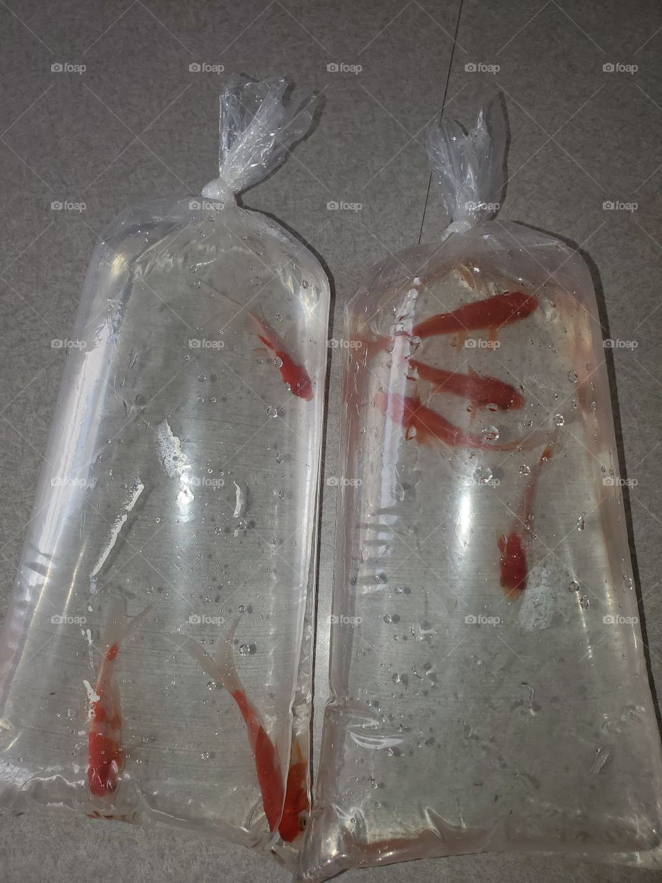 beautiful koy goldfish