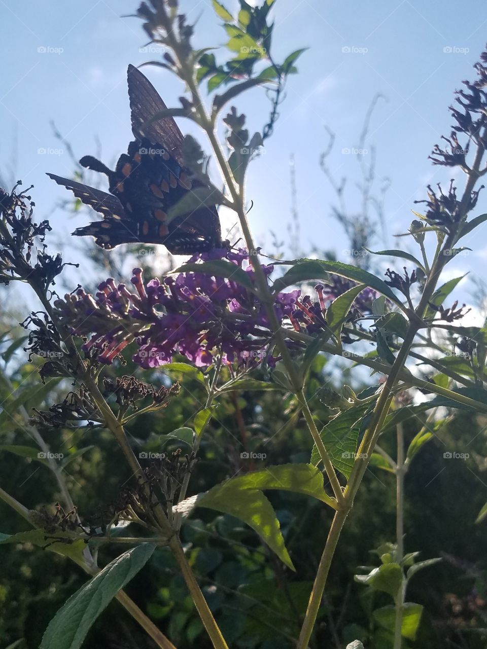 butterfly and sun