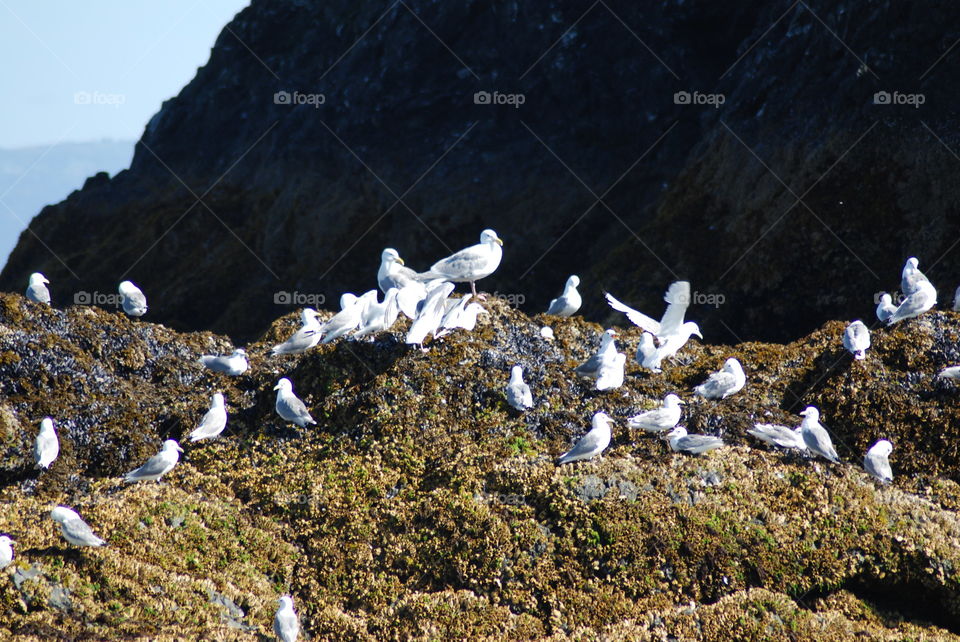 Gull Island