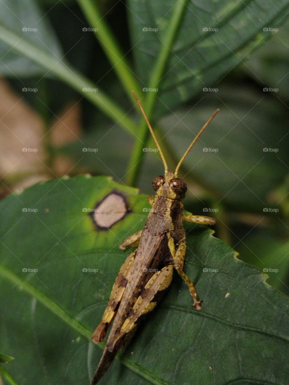 Grasshopper.