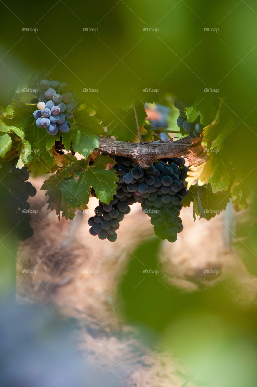 Cluster of grapes hanging from the grapevine