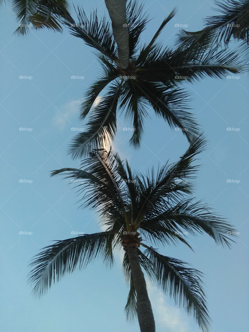Twin palm trees 