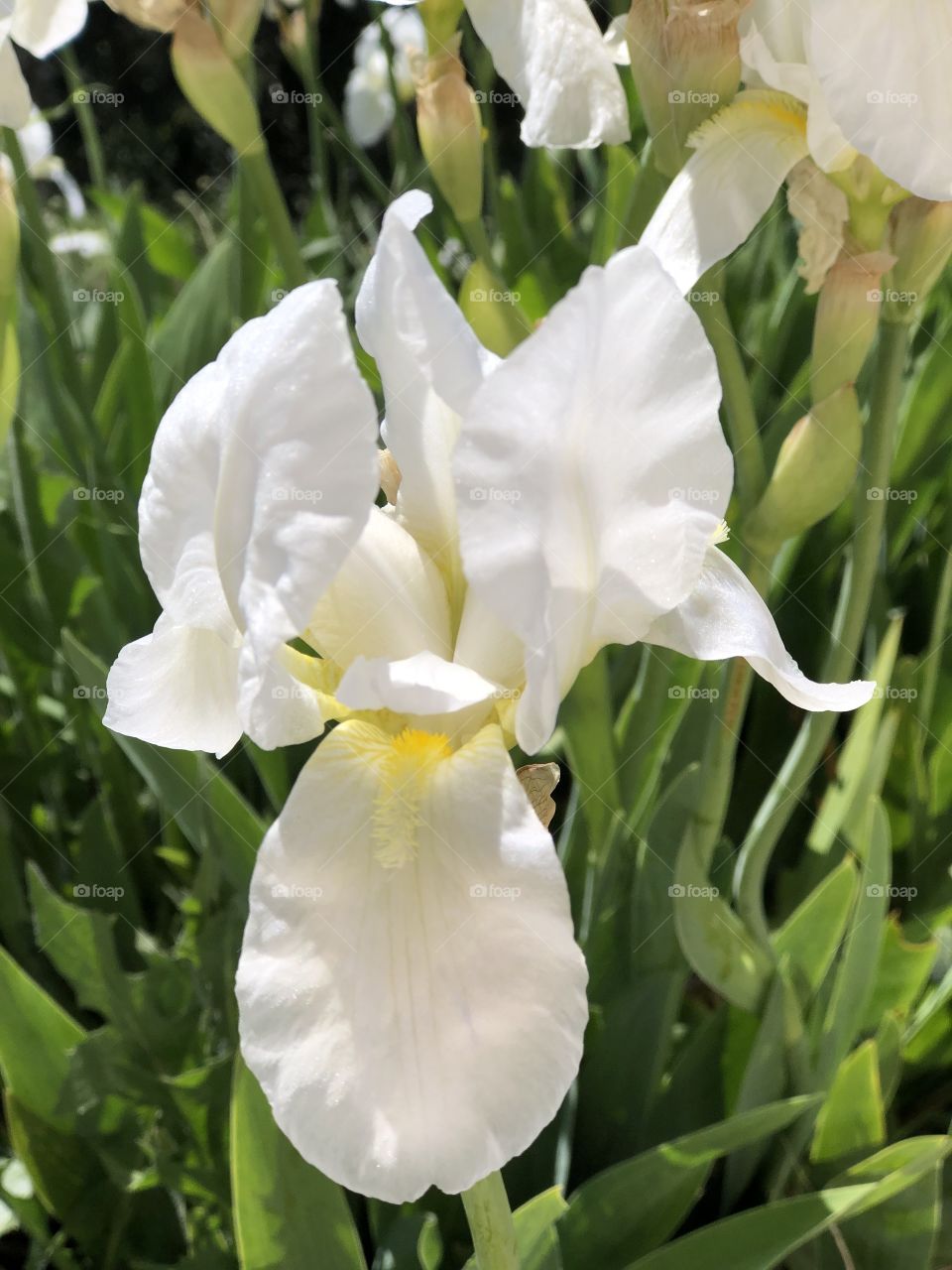 Iris flowers of Spring