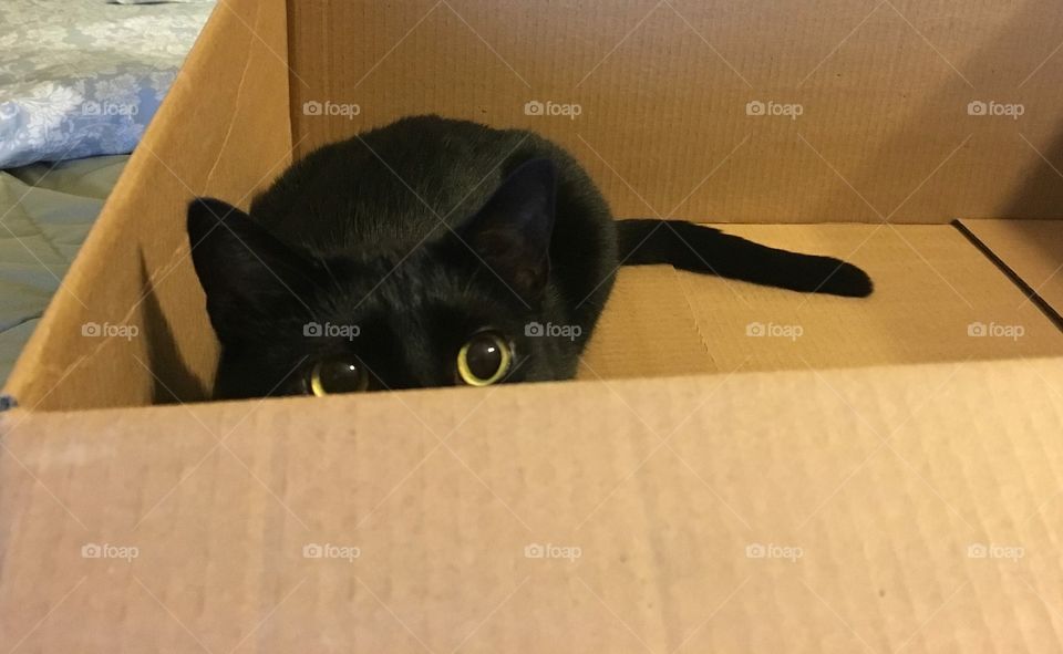 The cat in the box 