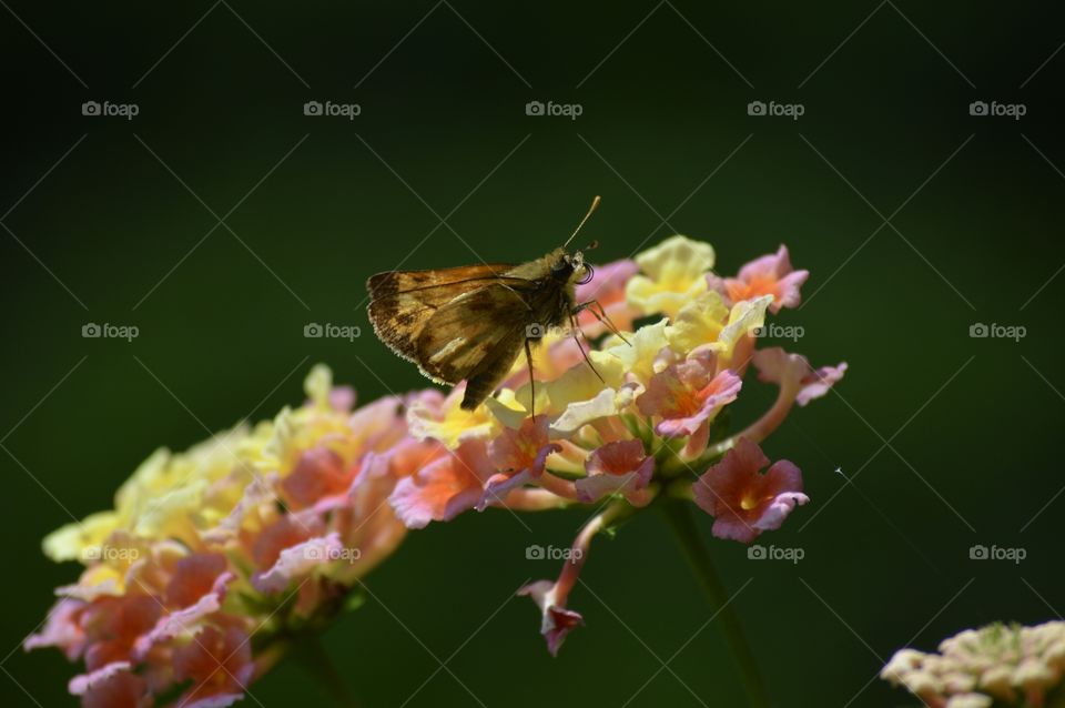 Brown Moth on Yellow Lantana