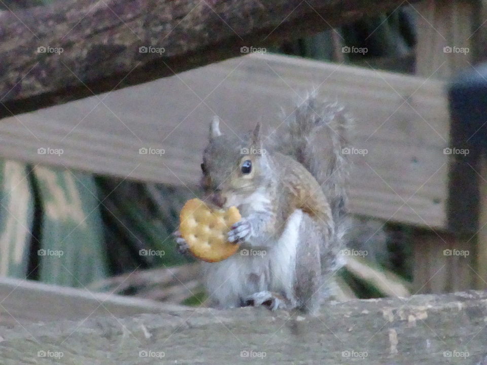 Squirrel eating crackers