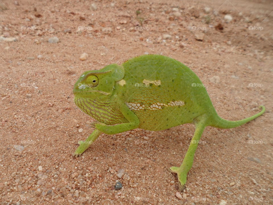 Chameleon angry when this foto was taken