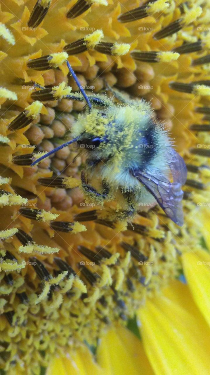 Macro Bee Collecting Pollen