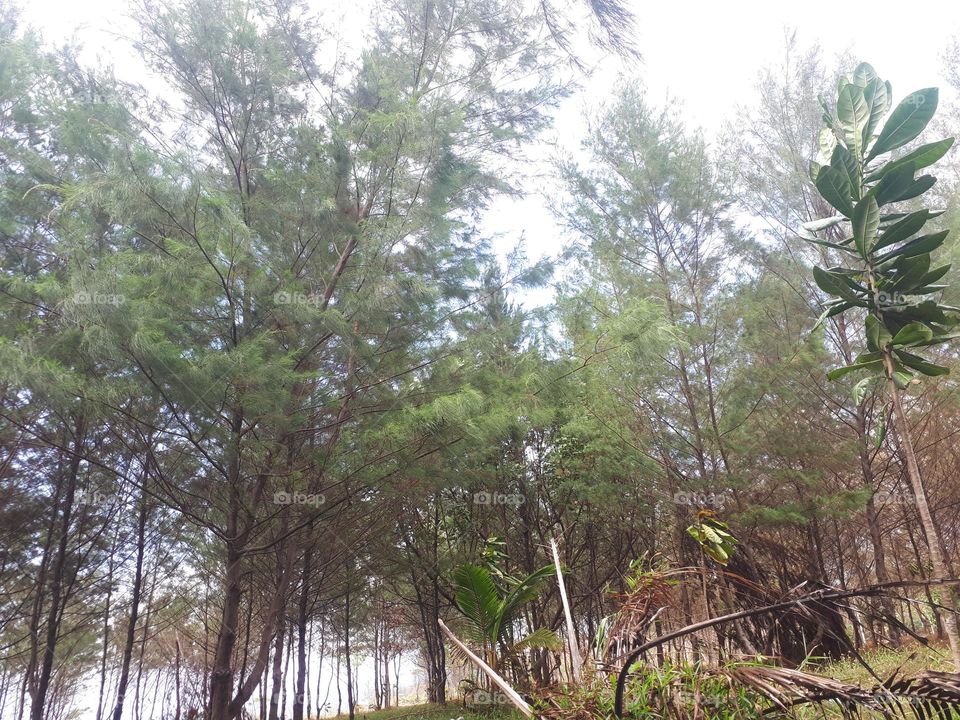 bright green beech and maple forest in spring with lush herbaceous vegetation covering the ground and leaves starting to sprout on sunny day