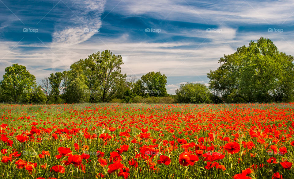 Poppy on the meadow