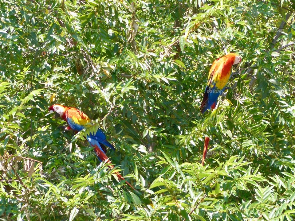 Scarlet macaws
