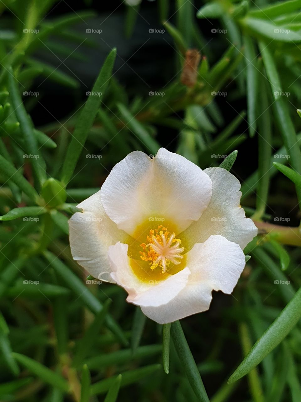  Portulaca Grandiflora or Moss-rose