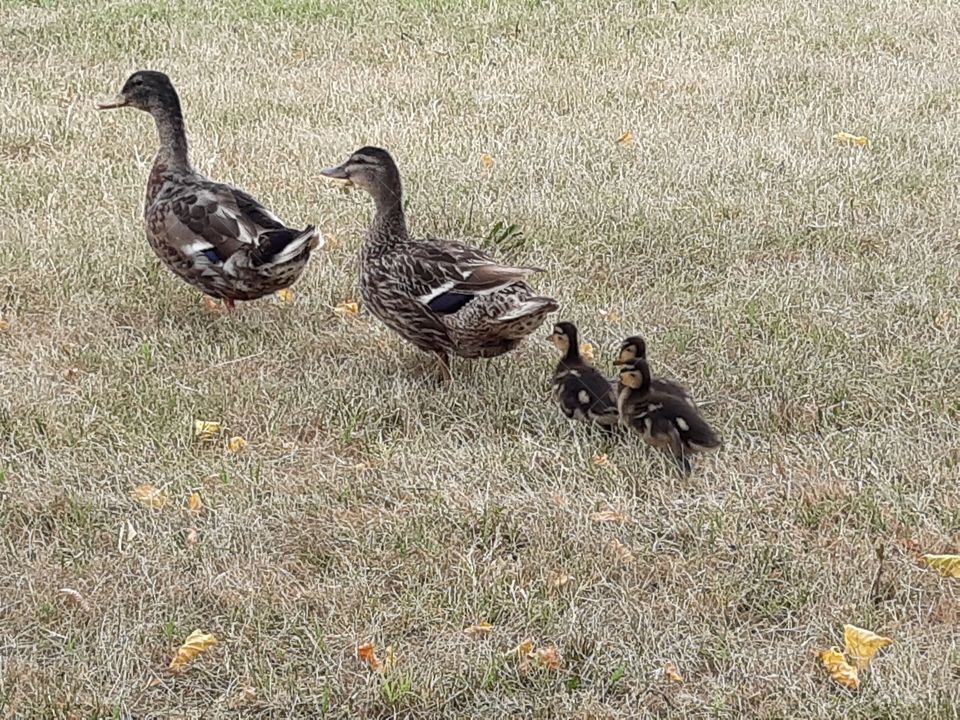 some ducks walking in the field