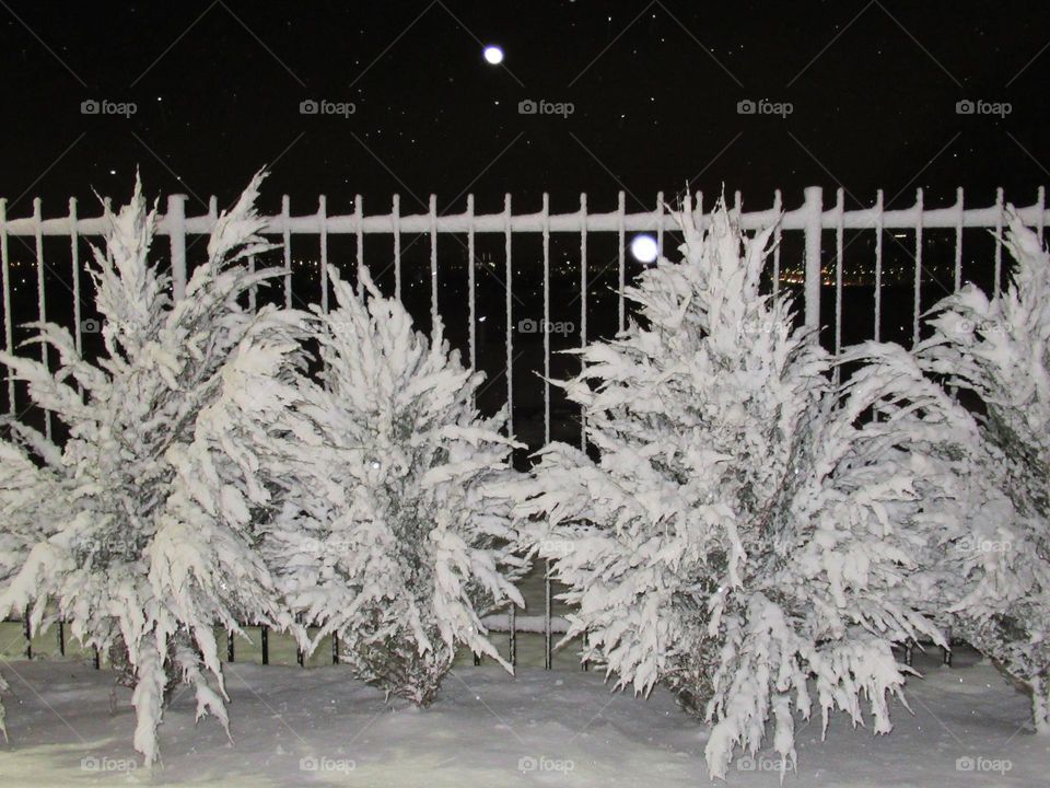 snow on the bushes in the park, a walk in the city in winter