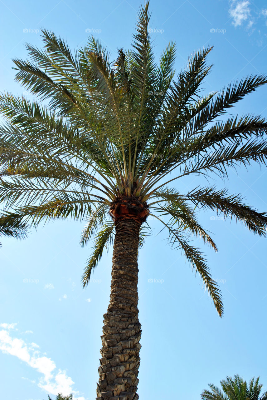 Palm-tree in summer blue sky day