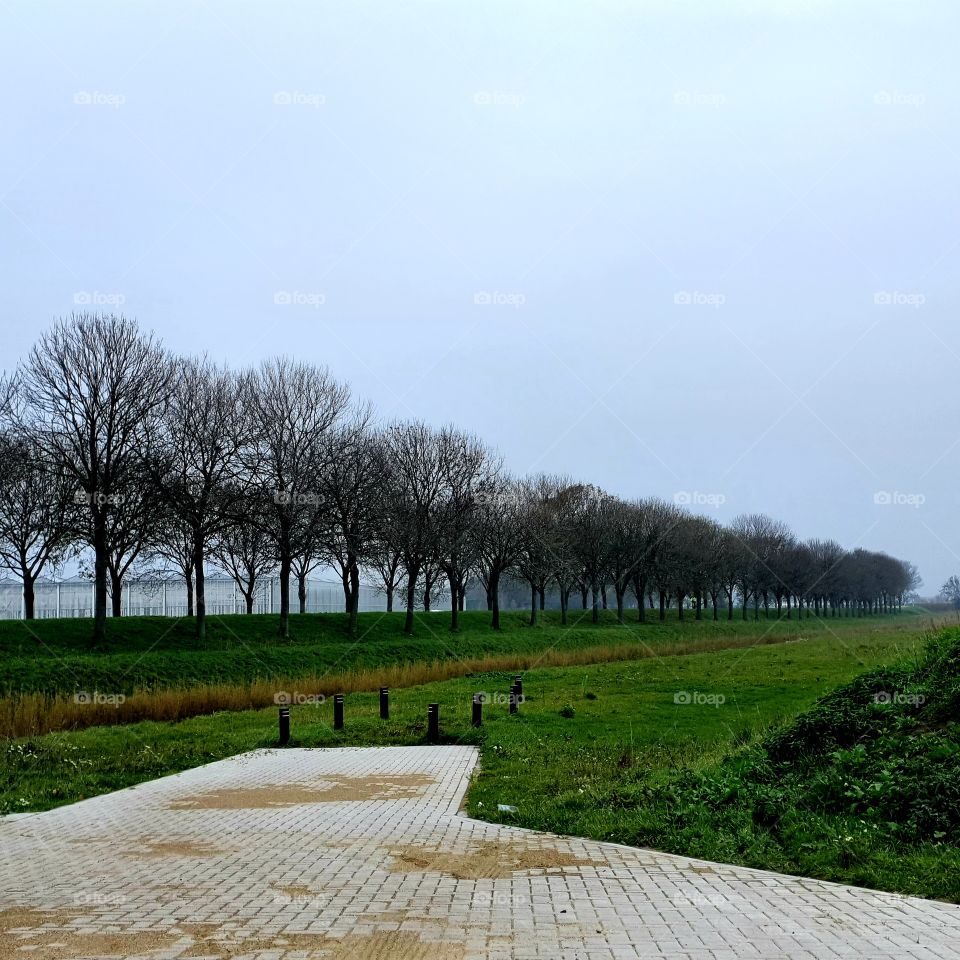 long Row of trees along a dike.