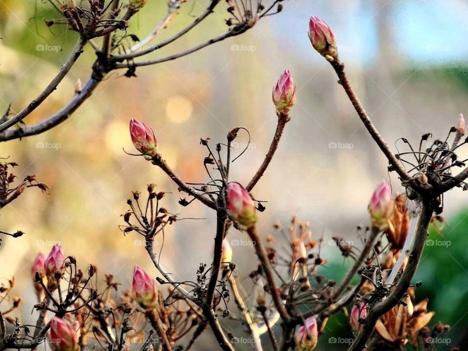 Pink buds