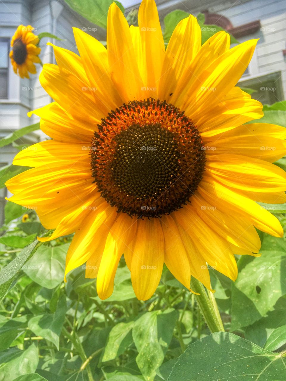 Close-up of a sunflower