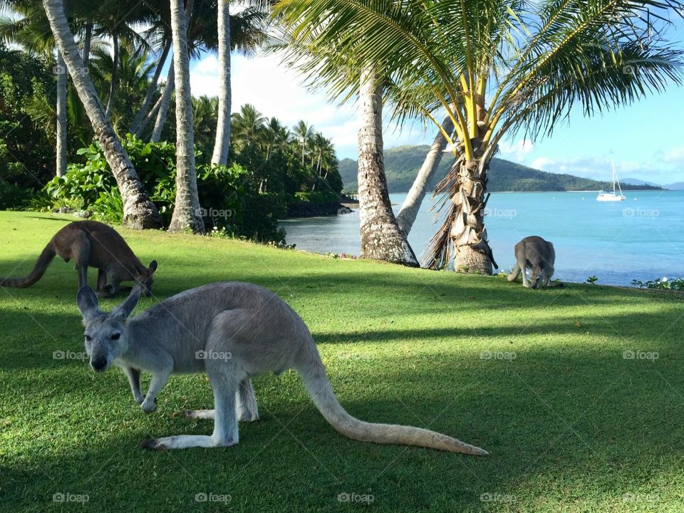 Island Kangaroos
