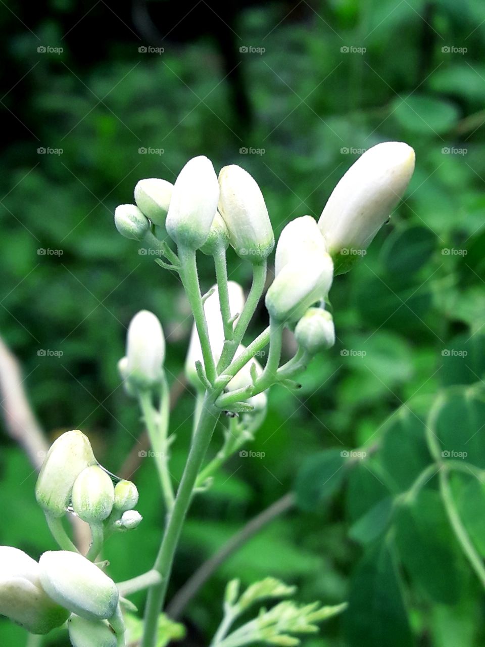 White colour wild flower
