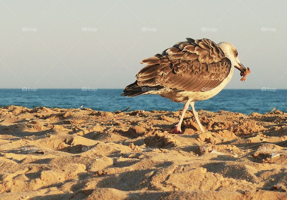 Seagull on the beach 