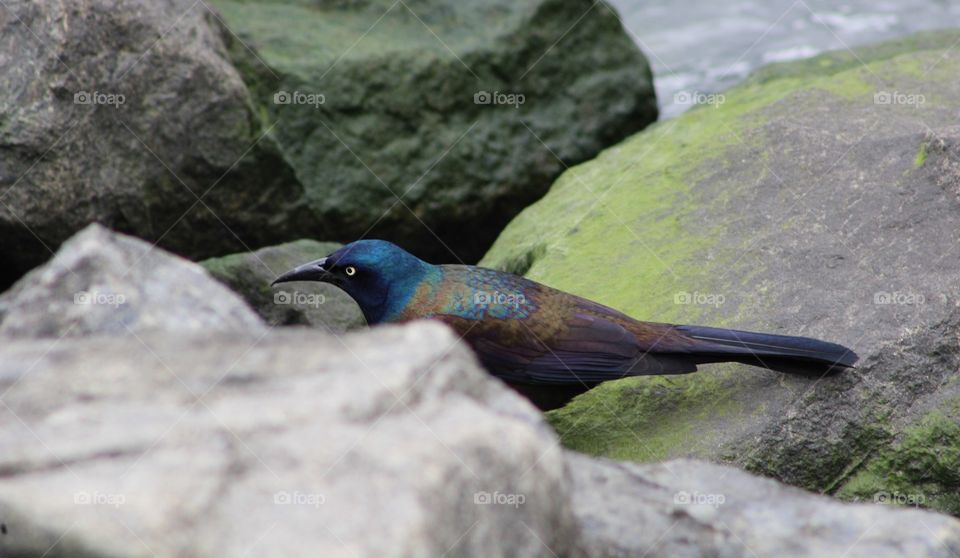 Colorful common grackle ( male) hiding among rocks near at river edge 