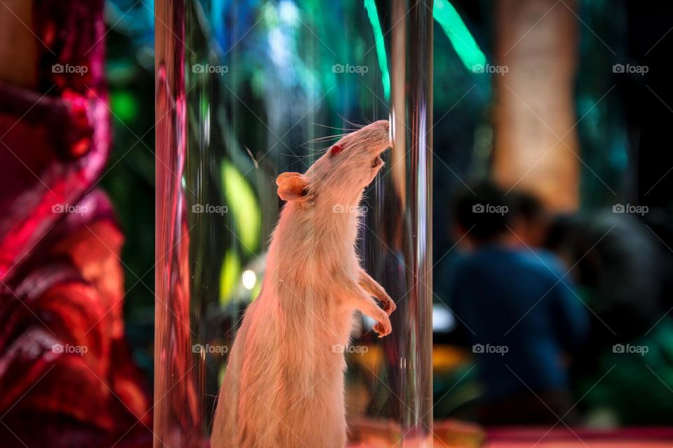 White rat in a glass tube