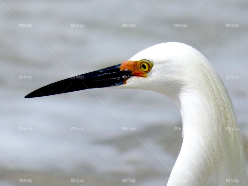 Snowy Egret at Bonita Beach