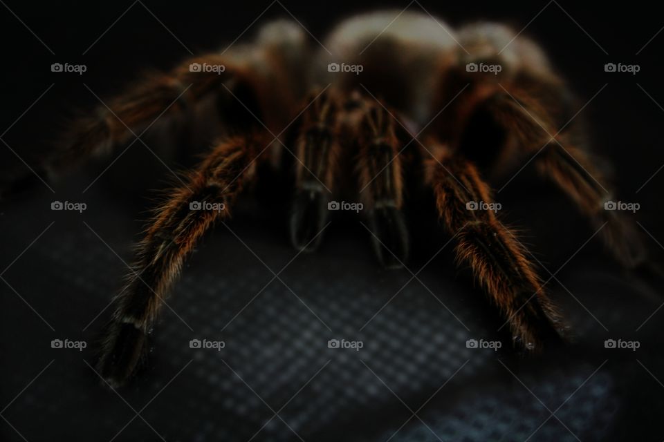 brown spider