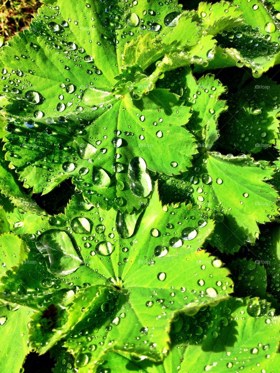 Lady's mantle on water drops