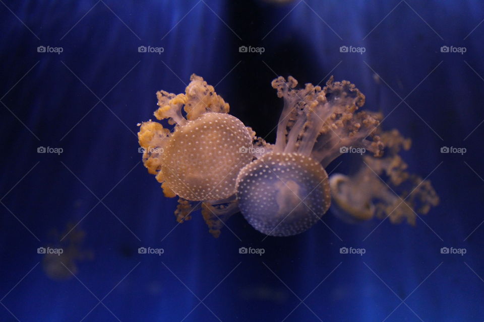 Jellyfish in the aquarium water of Genoa.
Wonderful and fluorescent colors. Poisonous and dangerous but very beautiful.