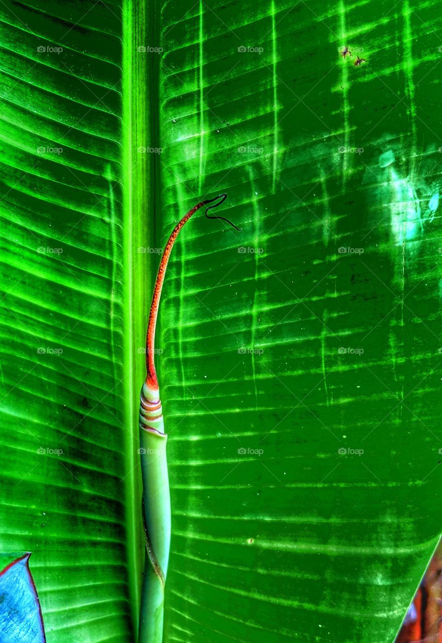 banana leaf