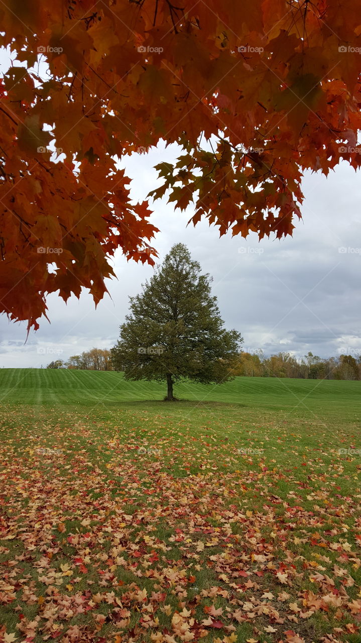 Beautiful fall season