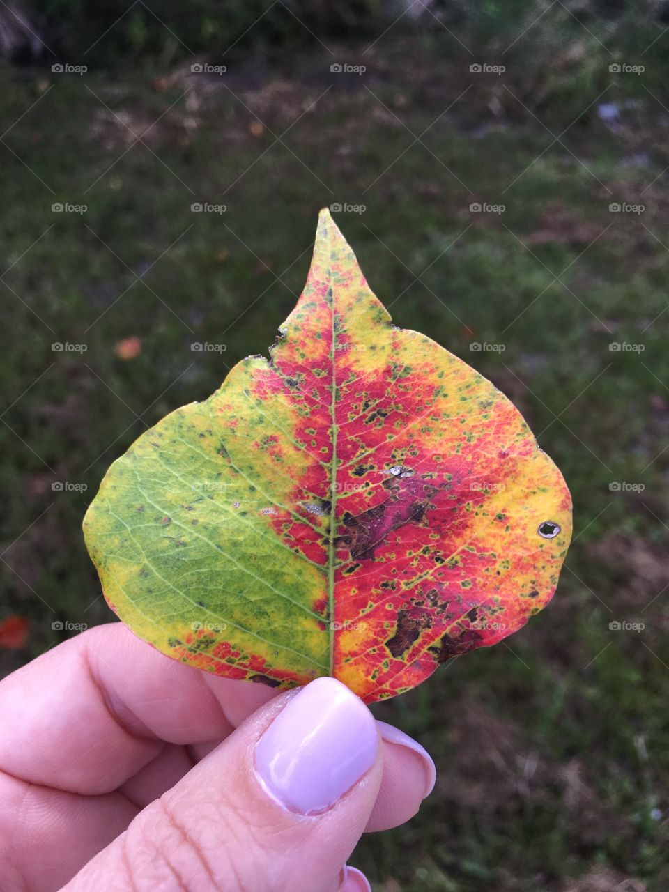 Colorful leaf held in my hand 