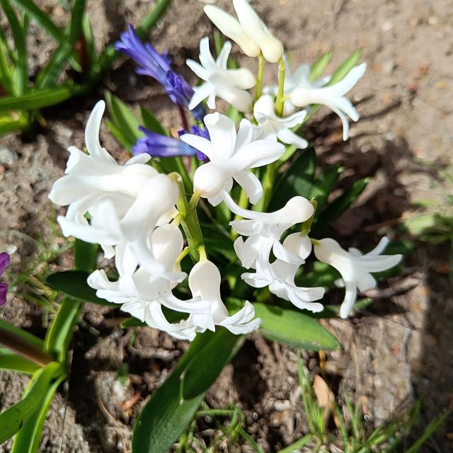 Spring flowers. White hyacinth.