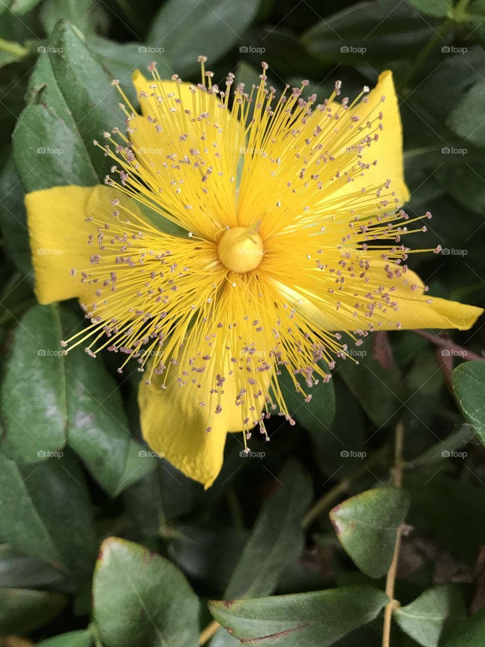 A blooming flower that I managed to capture