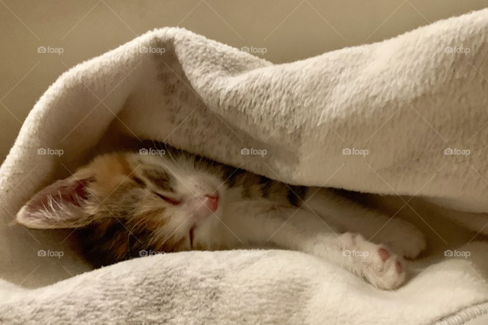 little kitty wrapped in a blanket