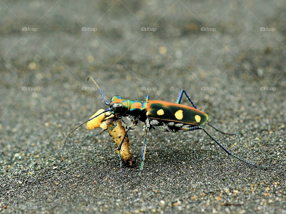 Tiger Beetle
Six Spotted Tiger Beetle Having a Big Meal