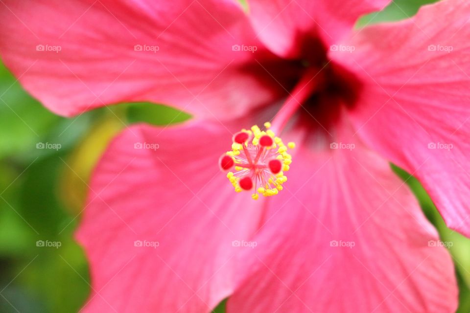 Macro shot of hibiscus