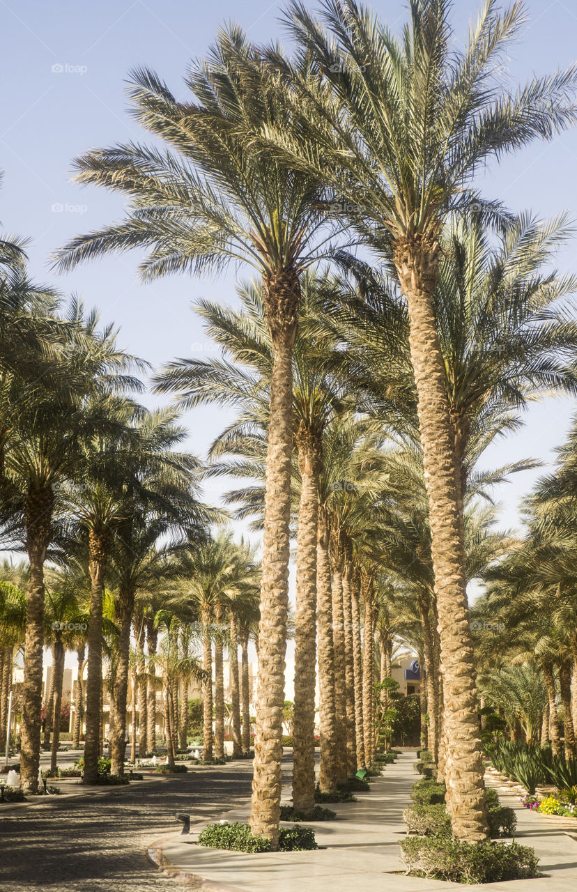 palm in  Egypt Sharm el Sheikh