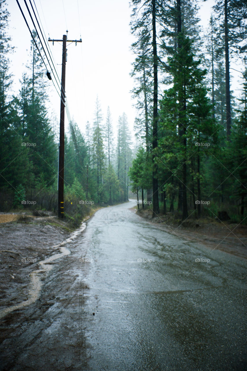 rain covered logging road in Magalia California