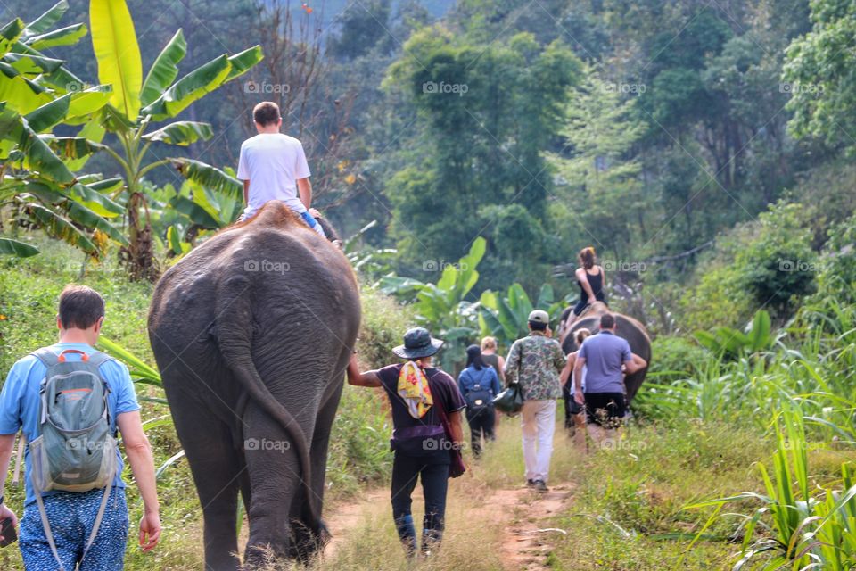 Elephant  in Chiangmai , Thailand