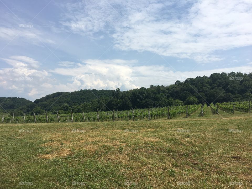 Mountain Vineyard 